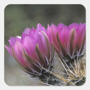 NA, USA, Arizona, Sonoran Desert. Hedgehog Square Sticker