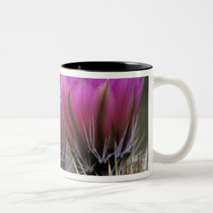 NA, USA, Arizona, Sonoran Desert. Hedgehog Two-Tone Coffee Mug