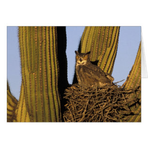 NA, USA, Arizona, Tucson. Great horned owl