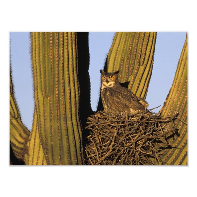 NA, USA, Arizona, Tucson. Great horned owl Photo Print (Front)