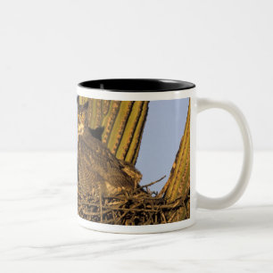 NA, USA, Arizona, Tucson. Great horned owl Two-Tone Coffee Mug