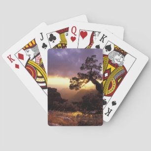 NA, USA, Arizona, Tucson, Sunset and lone Playing Cards