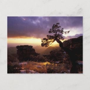 NA, USA, Arizona, Tucson, Sunset and lone Postcard