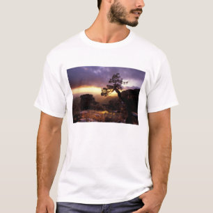 NA, USA, Arizona, Tucson, Sunset and lone T-Shirt