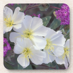 NA, USA, California, Anza Borrego Desert State Coaster