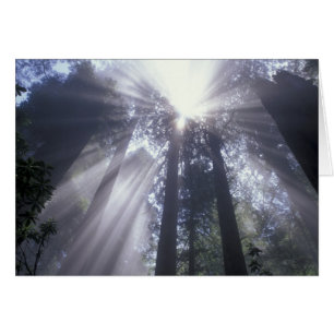 NA, USA, California. Del Norte Coast State 2