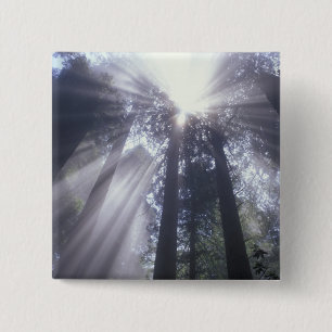 NA, USA, California. Del Norte Coast State 2 15 Cm Square Badge