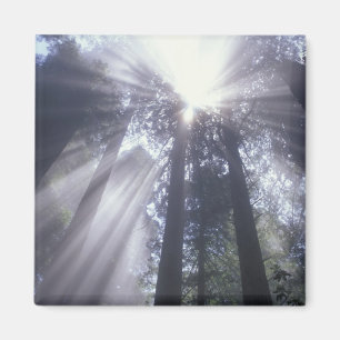 NA, USA, California. Del Norte Coast State 2 Magnet