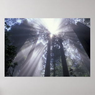 NA, USA, California. Del Norte Coast State 2 Poster