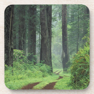 NA, USA, California. Del Norte Coast State Park. 3 Coaster