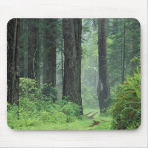 NA, USA, California. Del Norte Coast State Park. 3 Mouse Pad