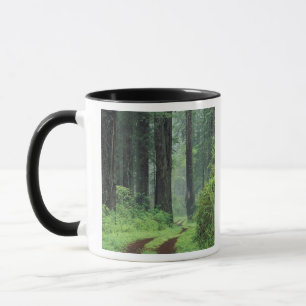 NA, USA, California. Del Norte Coast State Park. 3 Mug