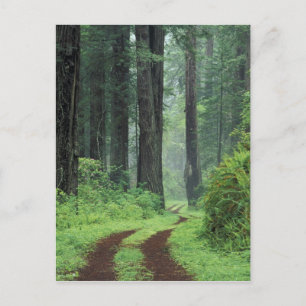 NA, USA, California. Del Norte Coast State Park. 3 Postcard