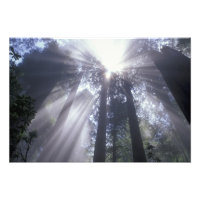 NA, USA, California. Del Norte Coast State
