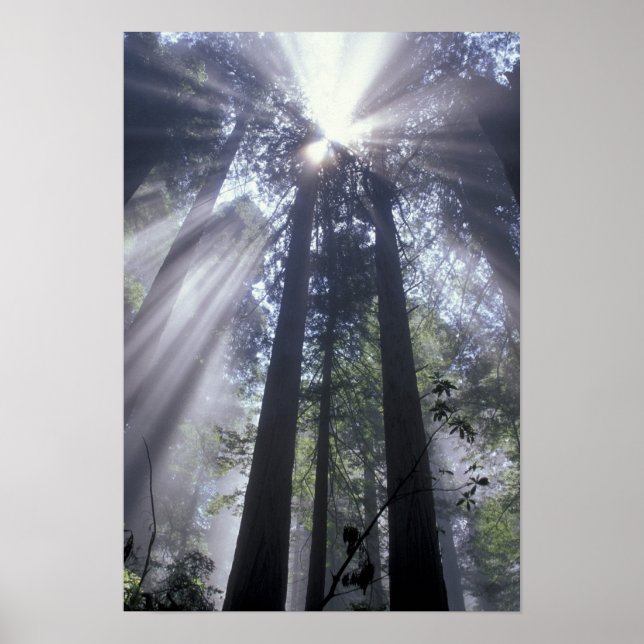 NA, USA, California. Del Norte Coast State Poster (Front)