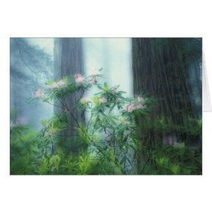 NA, USA, California, Del Norte Redwoods State