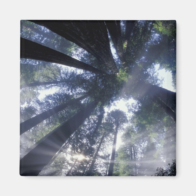 NA, USA, California, Del Norte Redwoods State Magnet (Front)