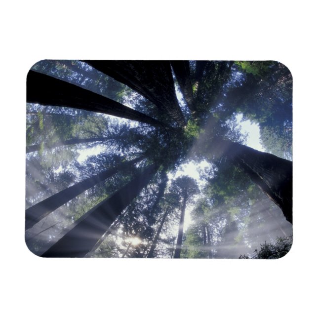 NA, USA, California, Del Norte Redwoods State Magnet (Horizontal)