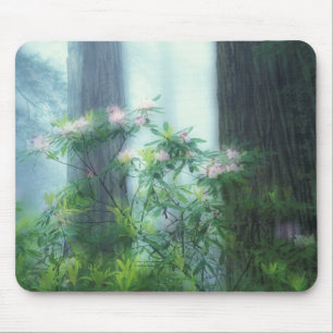 NA, USA, California, Del Norte Redwoods State Mouse Pad