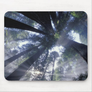 NA, USA, California, Del Norte Redwoods State Mouse Pad