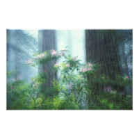 NA, USA, California, Del Norte Redwoods State