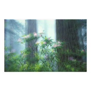 NA, USA, California, Del Norte Redwoods State Photo Print