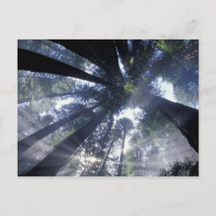 NA, USA, California, Del Norte Redwoods State Postcard