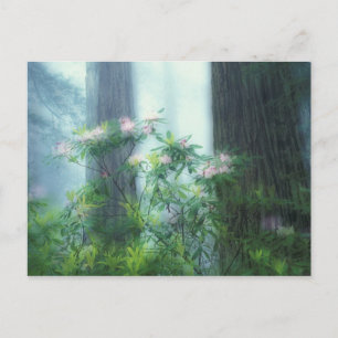 NA, USA, California, Del Norte Redwoods State Postcard