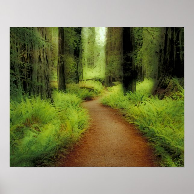 NA, USA, California, Jedediah Smith Redwoods Poster (Front)