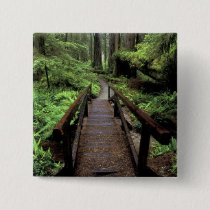 NA, USA, California, Jedidiah Smith Redwoods 15 Cm Square Badge