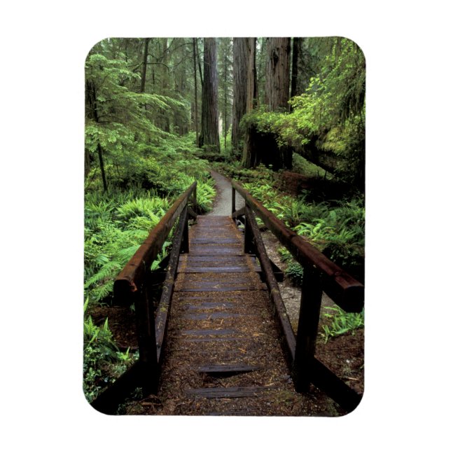 NA, USA, California, Jedidiah Smith Redwoods Magnet (Vertical)