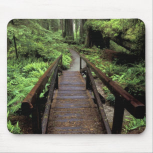 NA, USA, California, Jedidiah Smith Redwoods Mouse Pad