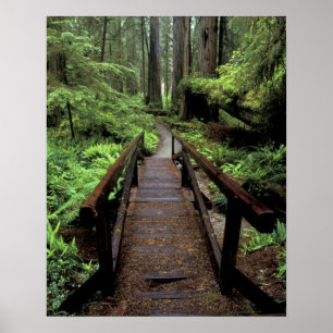 NA, USA, California, Jedidiah Smith Redwoods Poster