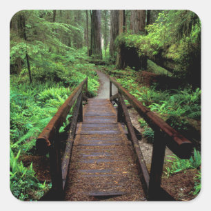 NA, USA, California, Jedidiah Smith Redwoods Square Sticker