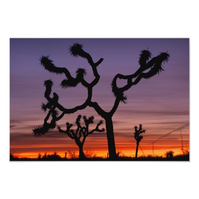NA, USA, California. Joshua Tree National Photo Print (Front)