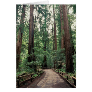 NA, USA, California, Marin County, Muir Woods