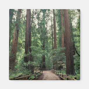 NA, USA, California, Marin County, Muir Woods Magnet