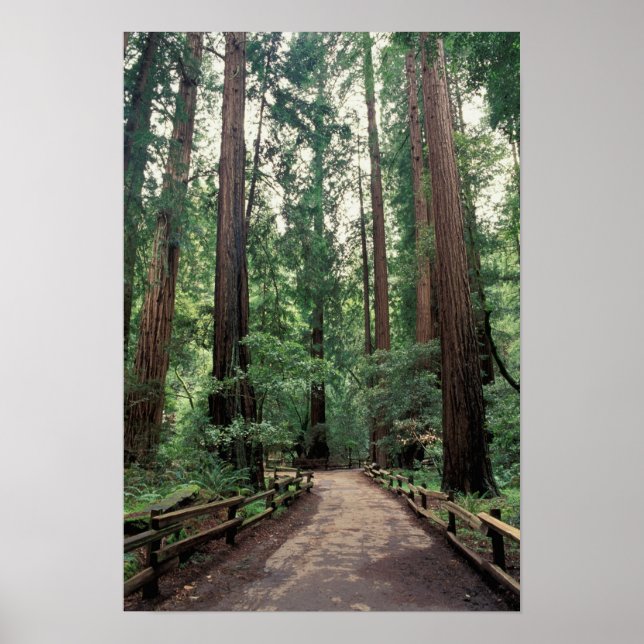 NA, USA, California, Marin County, Muir Woods Poster (Front)