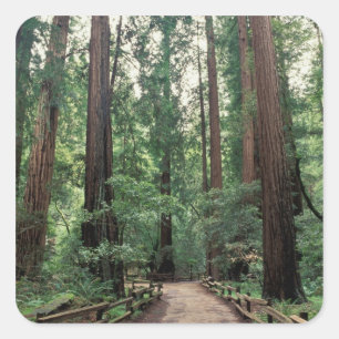 NA, USA, California, Marin County, Muir Woods Square Sticker