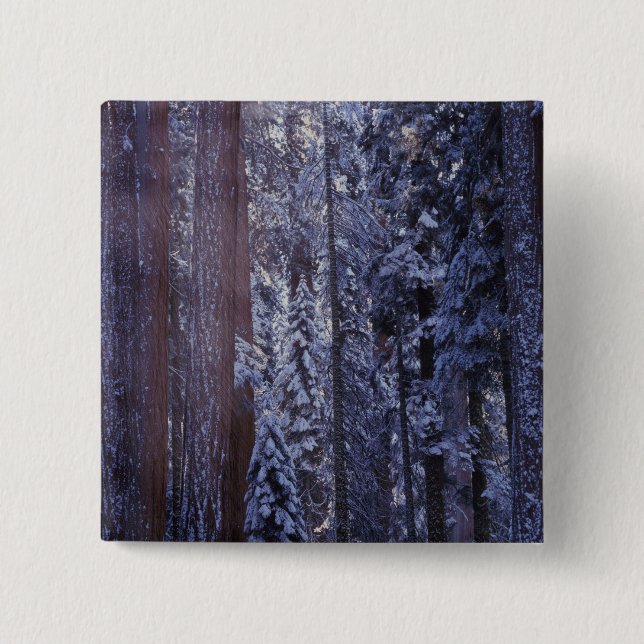 NA, USA, California. Sequoia National Park. 2 15 Cm Square Badge (Front)