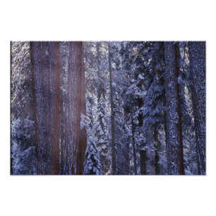 NA, USA, California. Sequoia National Park. 2 Photo Print