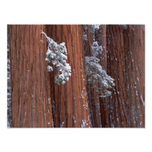 NA, USA, California. Sequoia National Park. 2 Photo Print
