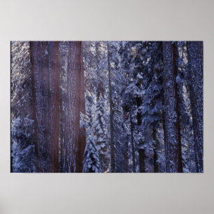 NA, USA, California. Sequoia National Park. 2 Poster
