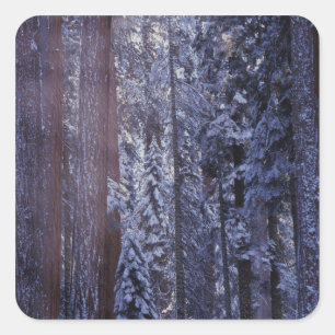 NA, USA, California. Sequoia National Park. 2 Square Sticker