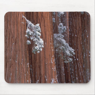 NA, USA, California. Sequoia National Park. Mouse Pad