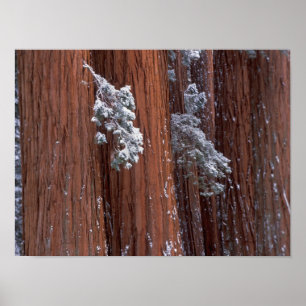 NA, USA, California. Sequoia National Park. Poster