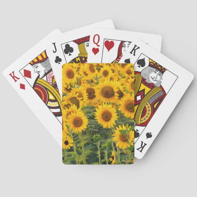 Na, USA, Colorado, Sunflowers Playing Cards (Back)