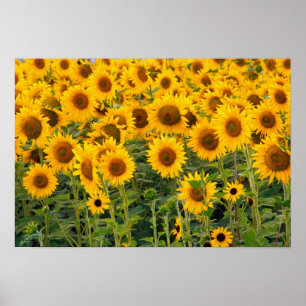 Na, USA, Colorado, Sunflowers Poster