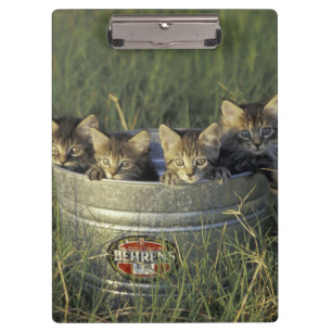NA, USA, Florida, rural Florida. Eight-week-old Clipboard