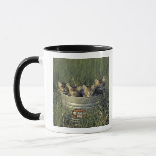 NA, USA, Florida, rural Florida. Eight-week-old Mug